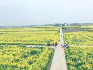 河南旅游策劃:荊門百里花如海，春風(fēng)相約緣是你