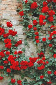 河南旅游市場運(yùn)營：2019世界月季洲際大會，南陽月季將驚艷世界！